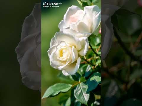 #романтическаямузыка #сваты6 #billieeilishpiano #cat #coversong #love #любовь #cute