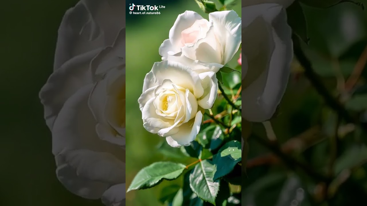 Романтическая музыка и кот: кавер Билли Айлиш 🎶