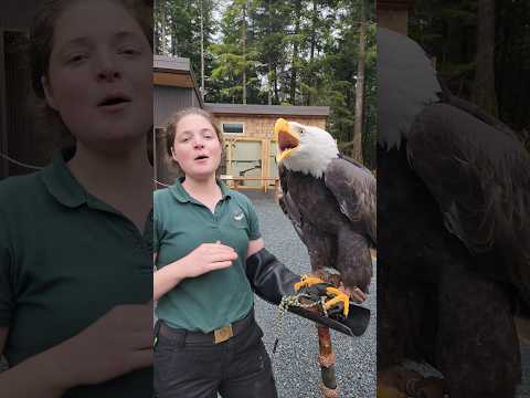 Sitka, a Bald Eagle, starting off her week with a vocalization! #BaldEagle #DidYouKnow #MondayMood