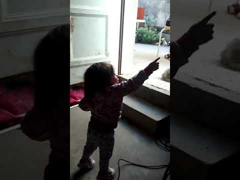 Cata bailando chu chu wa