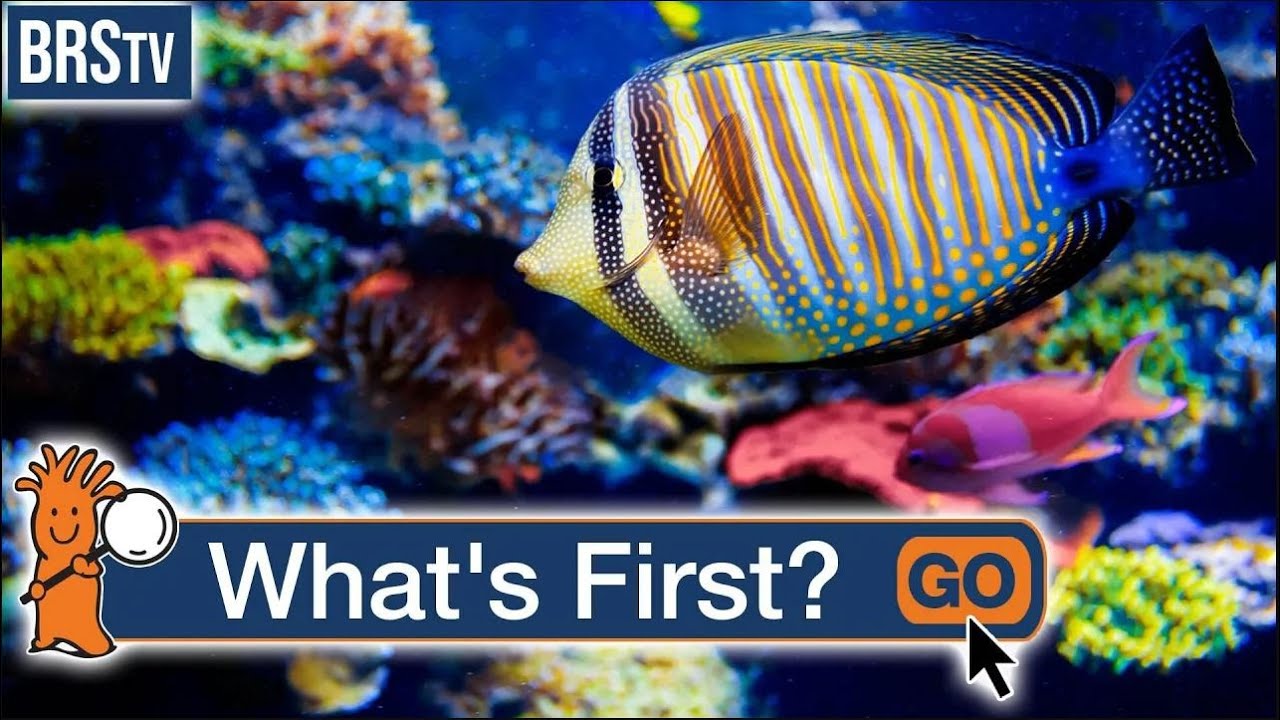 Beginner's Guide: How to Start a Stunning Saltwater Aquarium 🌊