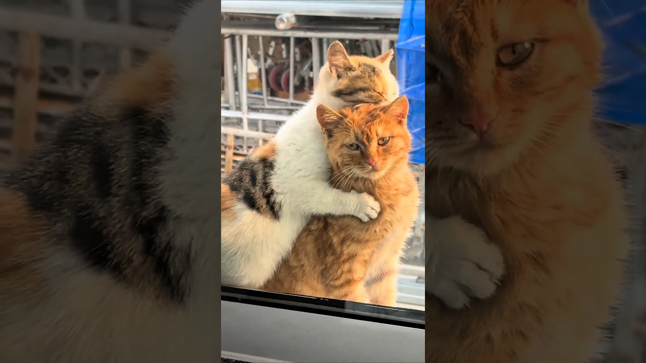 Cats, Dogs & Pets: Animal Lover's Joy 🐾