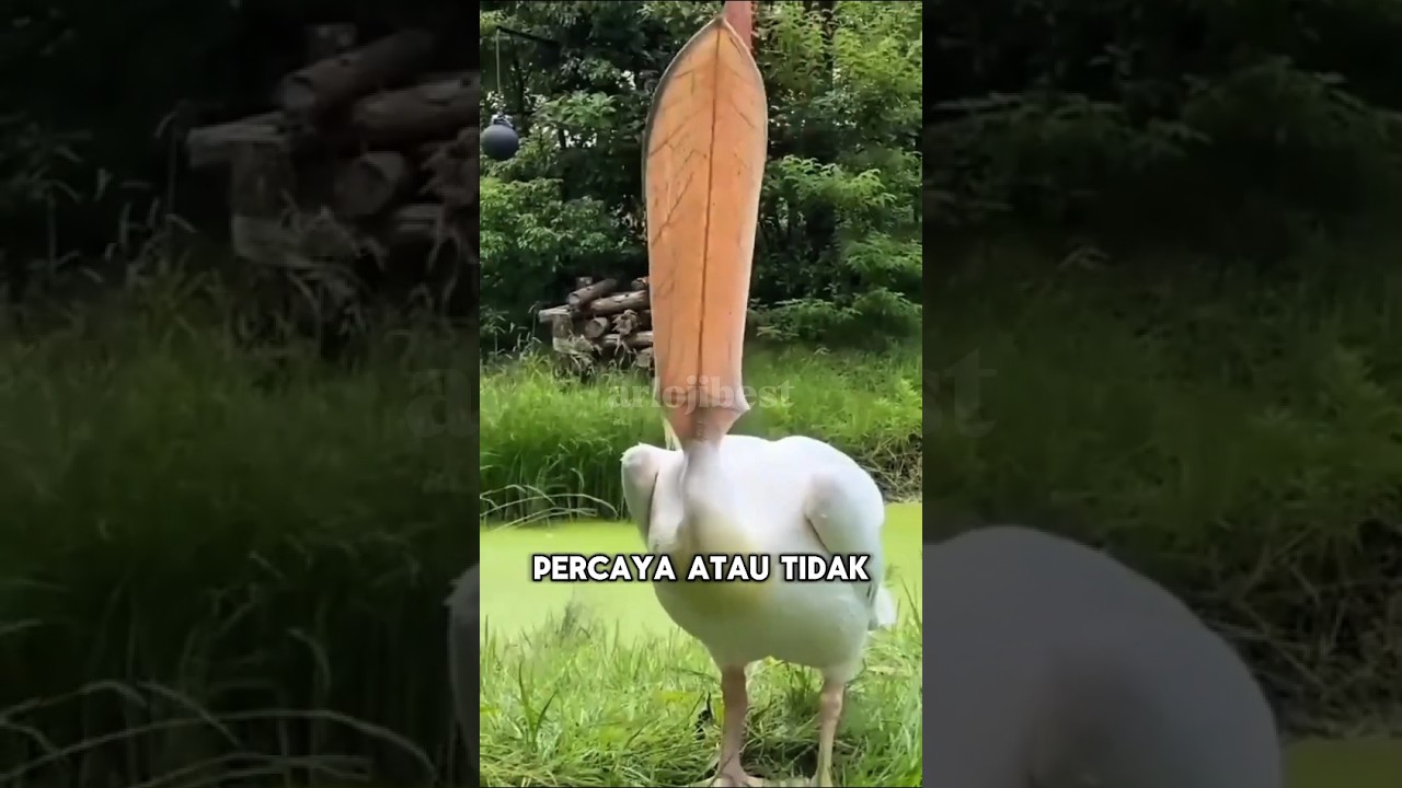 5 Burung dengan Suara Paling Aneh 🦜