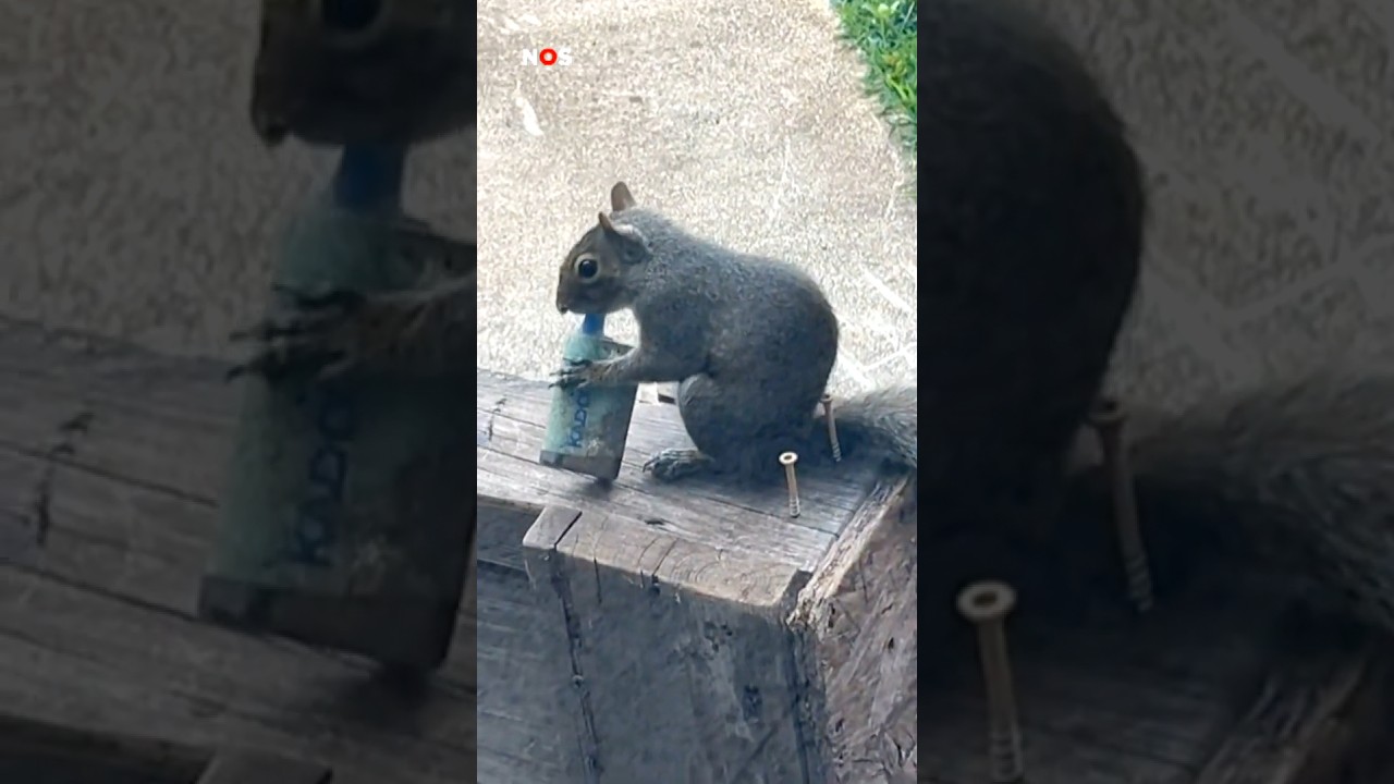 Vapende eekhoorns gespot in het Verenigd Koninkrijk en de Verenigde Staten. #jeugdjournaal #vape