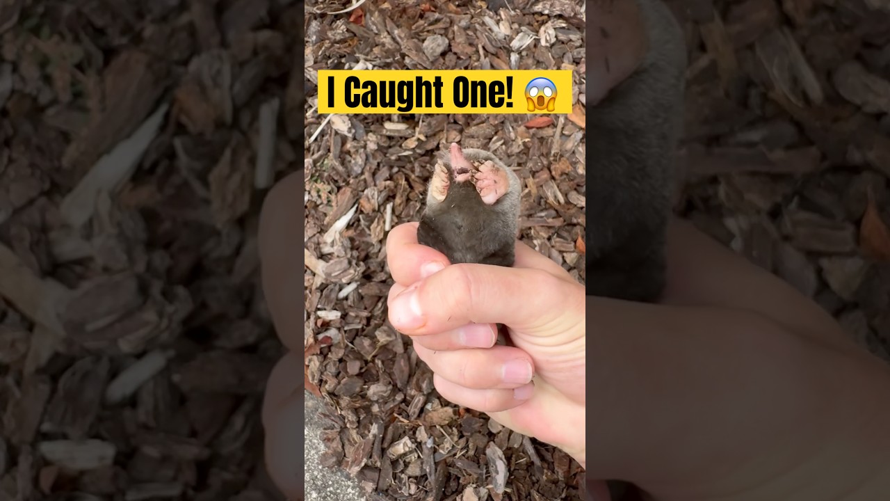 Adorable Yet Fearsome Mole! 𦑠#shorts
