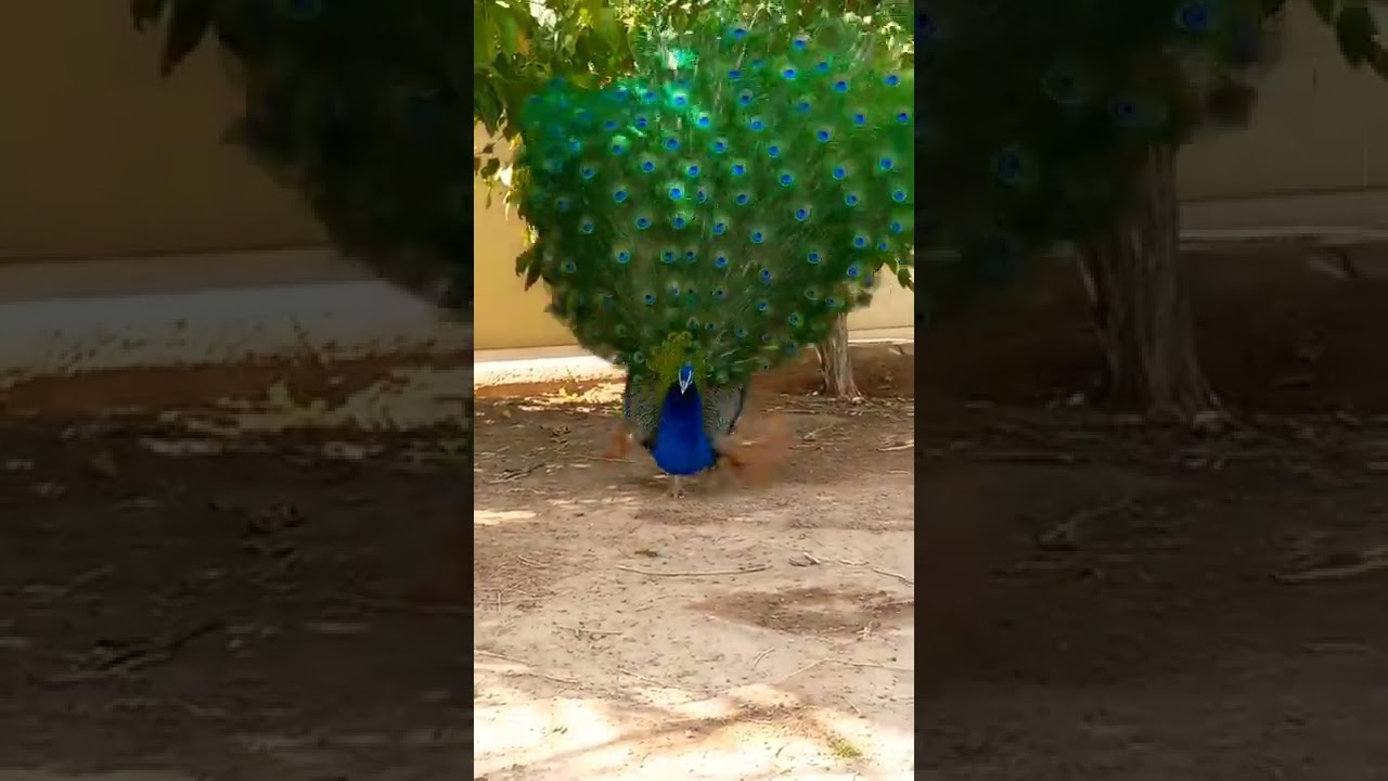 Burung Merak Mewarnai Keindahan 🌸