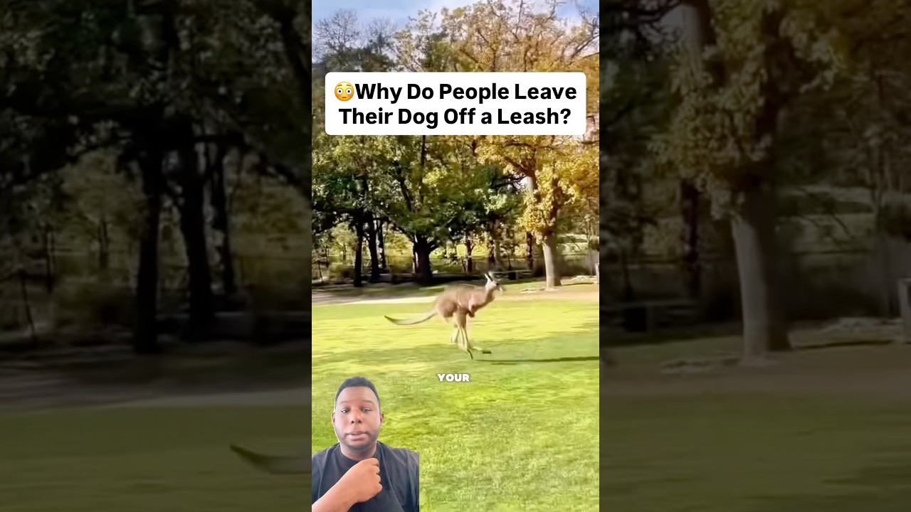 Owner SCREAMS as Dog Hunts Down Kangaroo in Wild Chase! 😱🦘🐕 #Wild #Animals