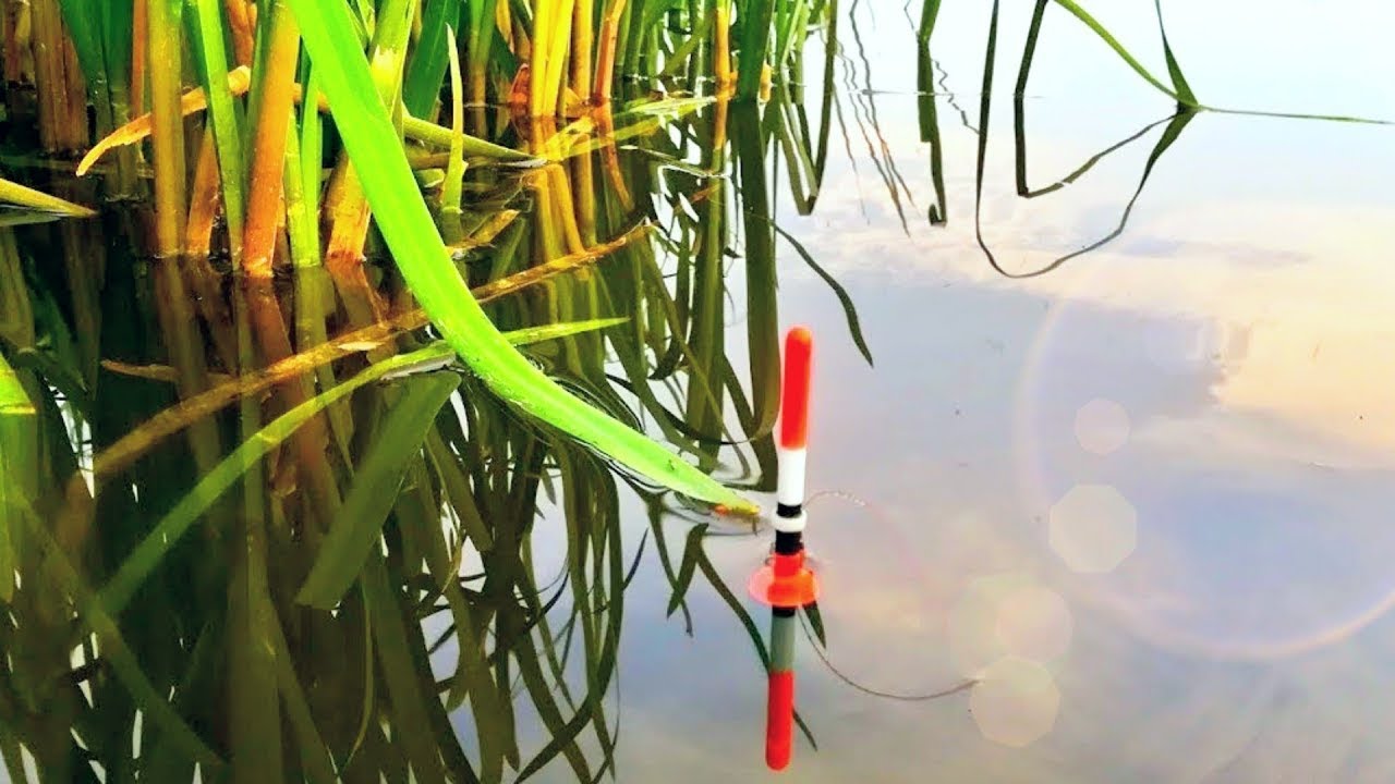 Килограммовые караси на поплавок 🎣