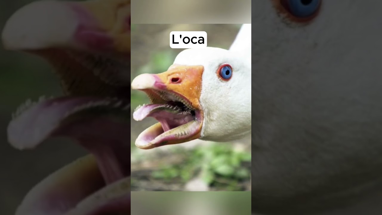 Lingue degli Animali 🐾 #shorts