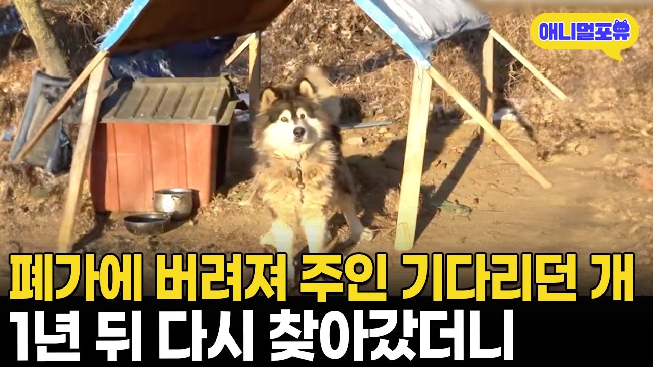 버려진 강아지, 1년 만에 재회 🐶