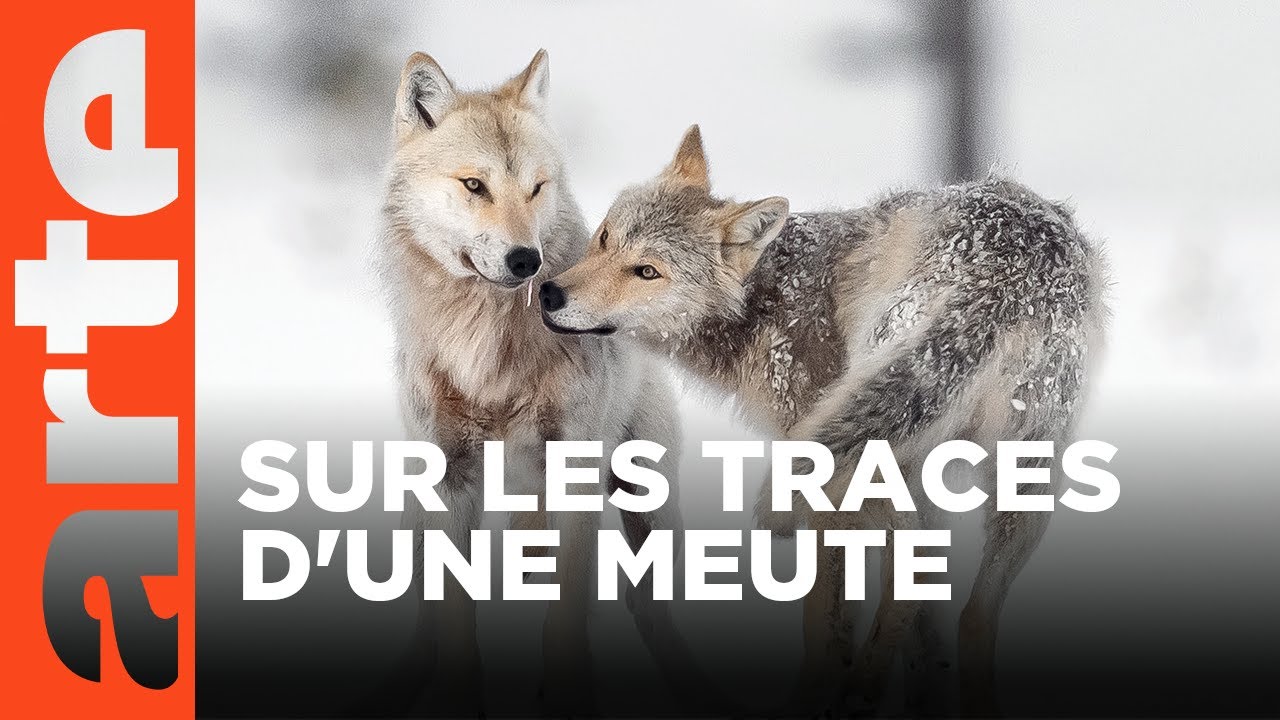 Une année parmi les loups | ARTE Évasion