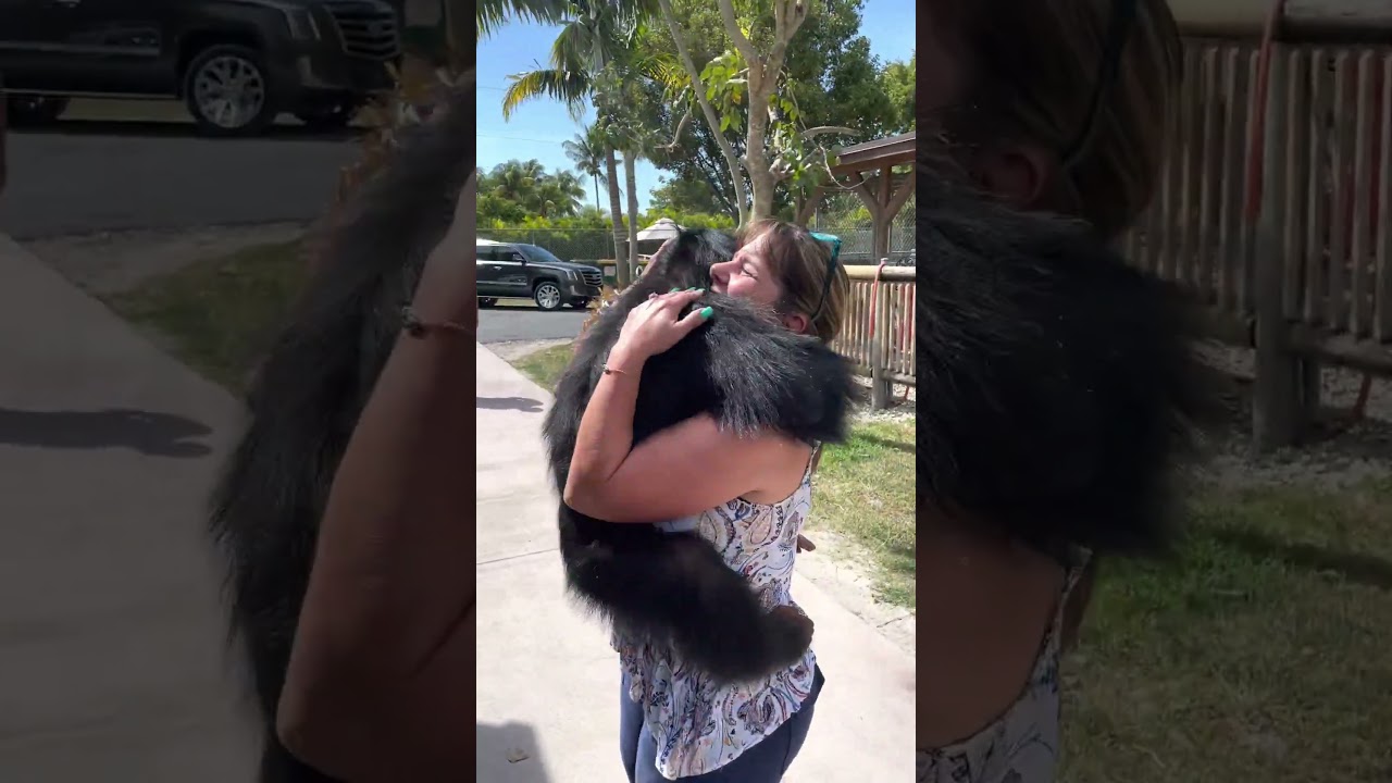 Chimp Reunites with Caretakers After Years 🐒