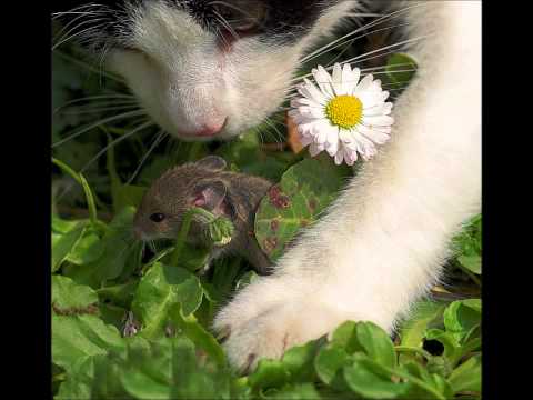 Espaço Dos Animais - Amizade Animal