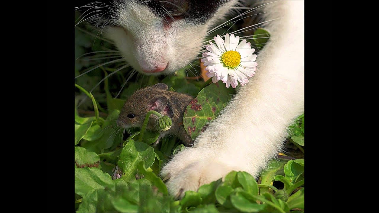 Espaço Dos Animais: Celebrando a Amizade que Nunca Morre 🐾