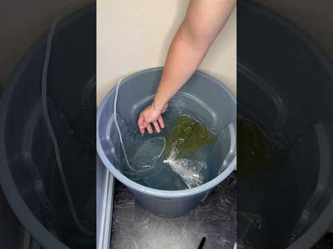 Clownfish Eggs are hatching tonight!