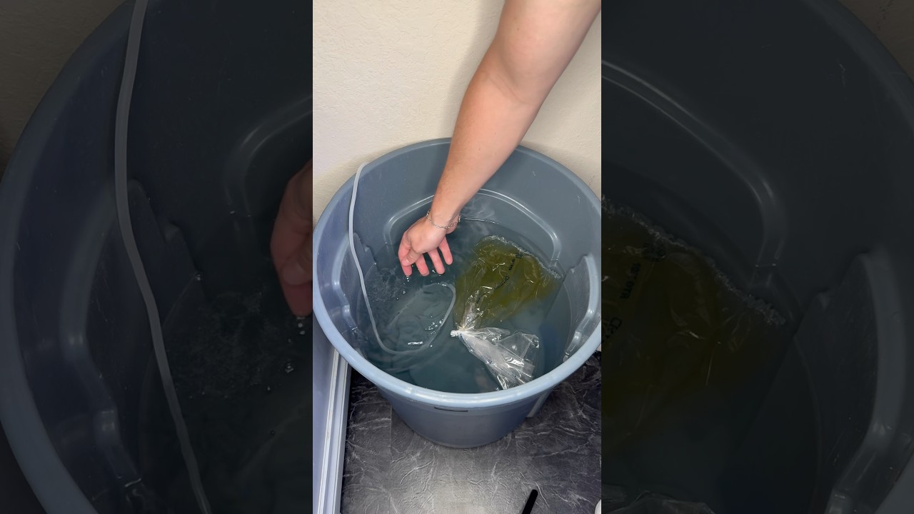 Exciting News: Clownfish Eggs Are Hatching Tonight! 🐠