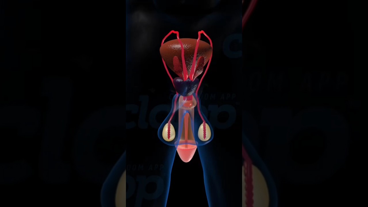 Understanding Male Reproductive Organs: Functions and Insights 🧬