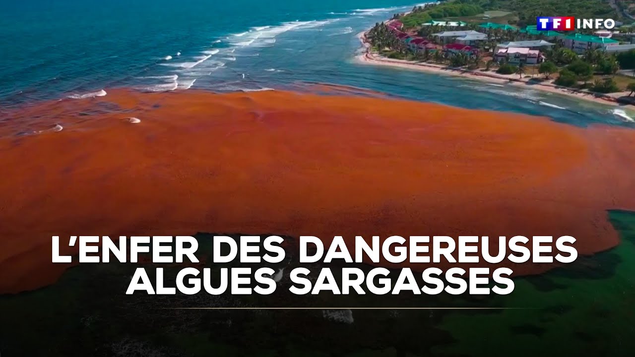 Algues sargasses en Guadeloupe : un cauchemar écologique 🌊