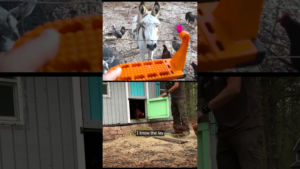 Zombie Apocalypse Survival Tips π§ββοΈ