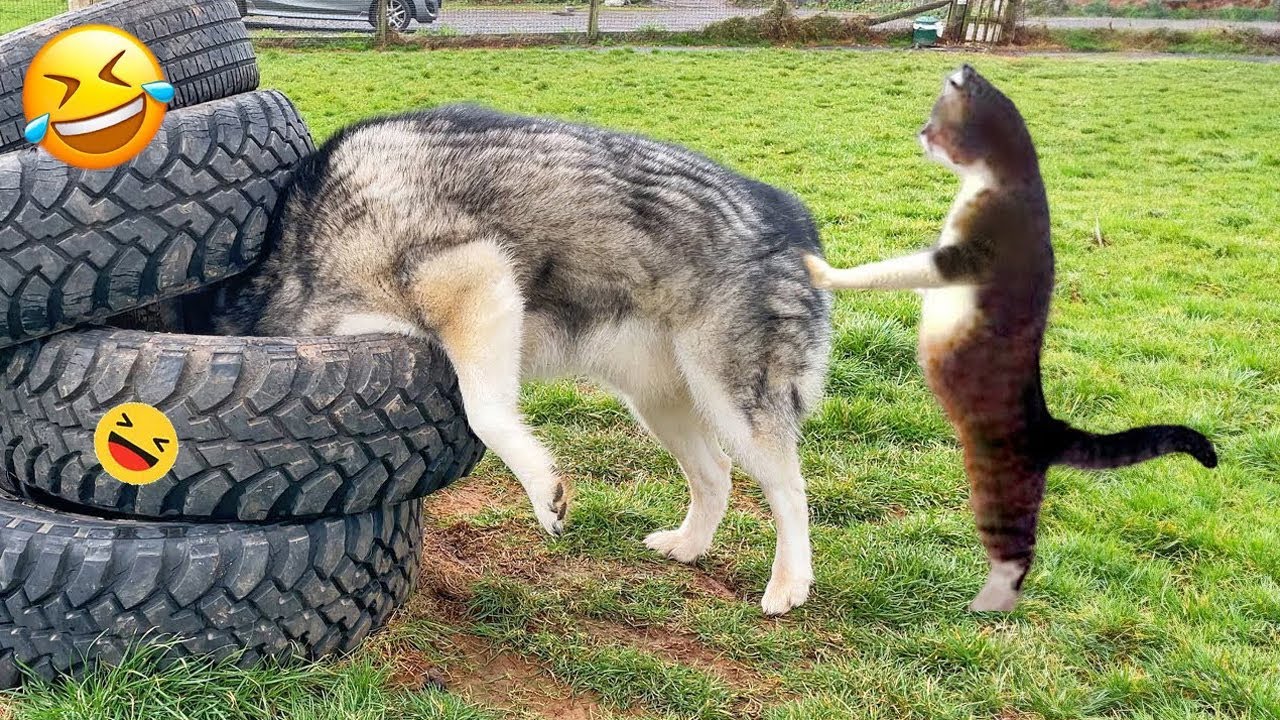 Top Dogs & Cats of 2024 🐶😺