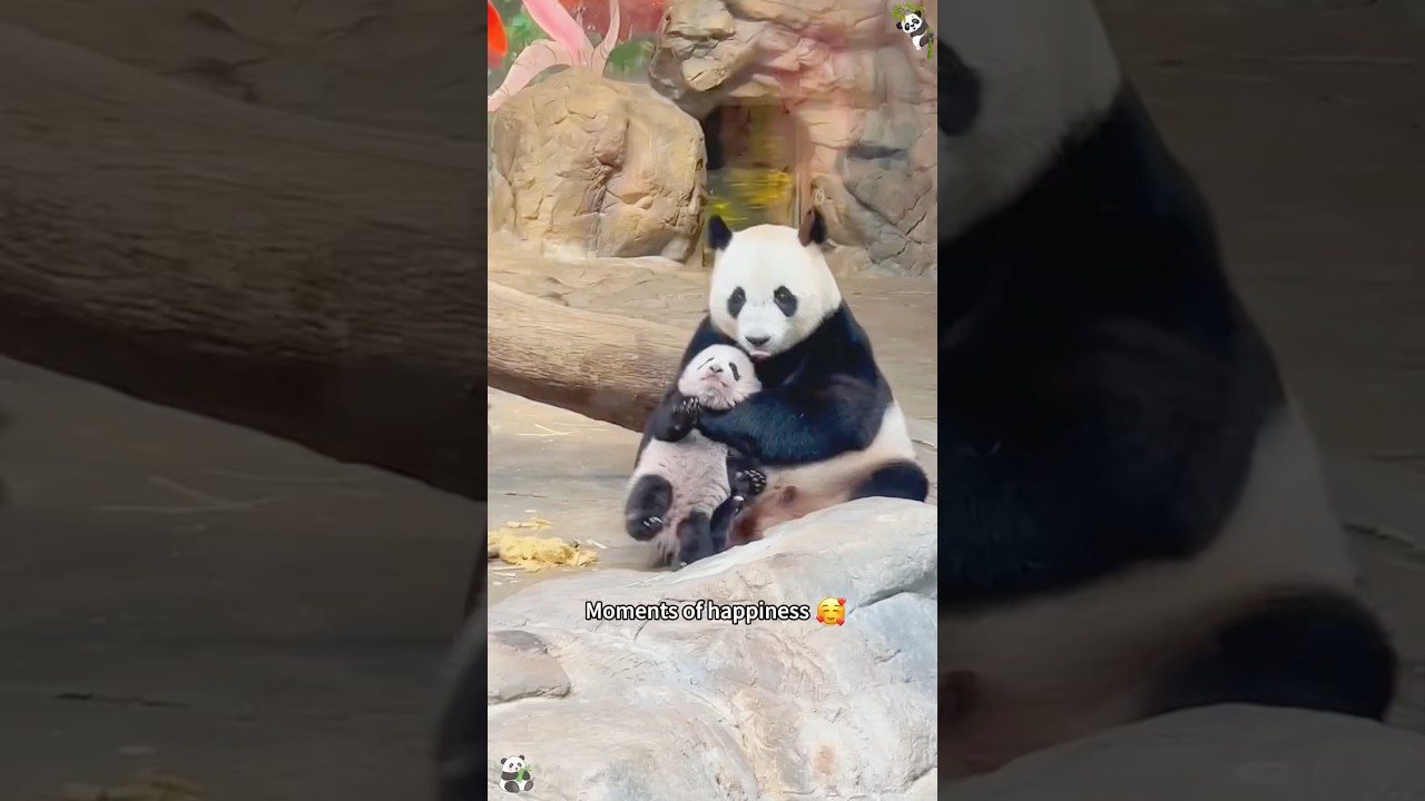 Adorable Panda Mom and Baby Bonding Moments 🐼❤️