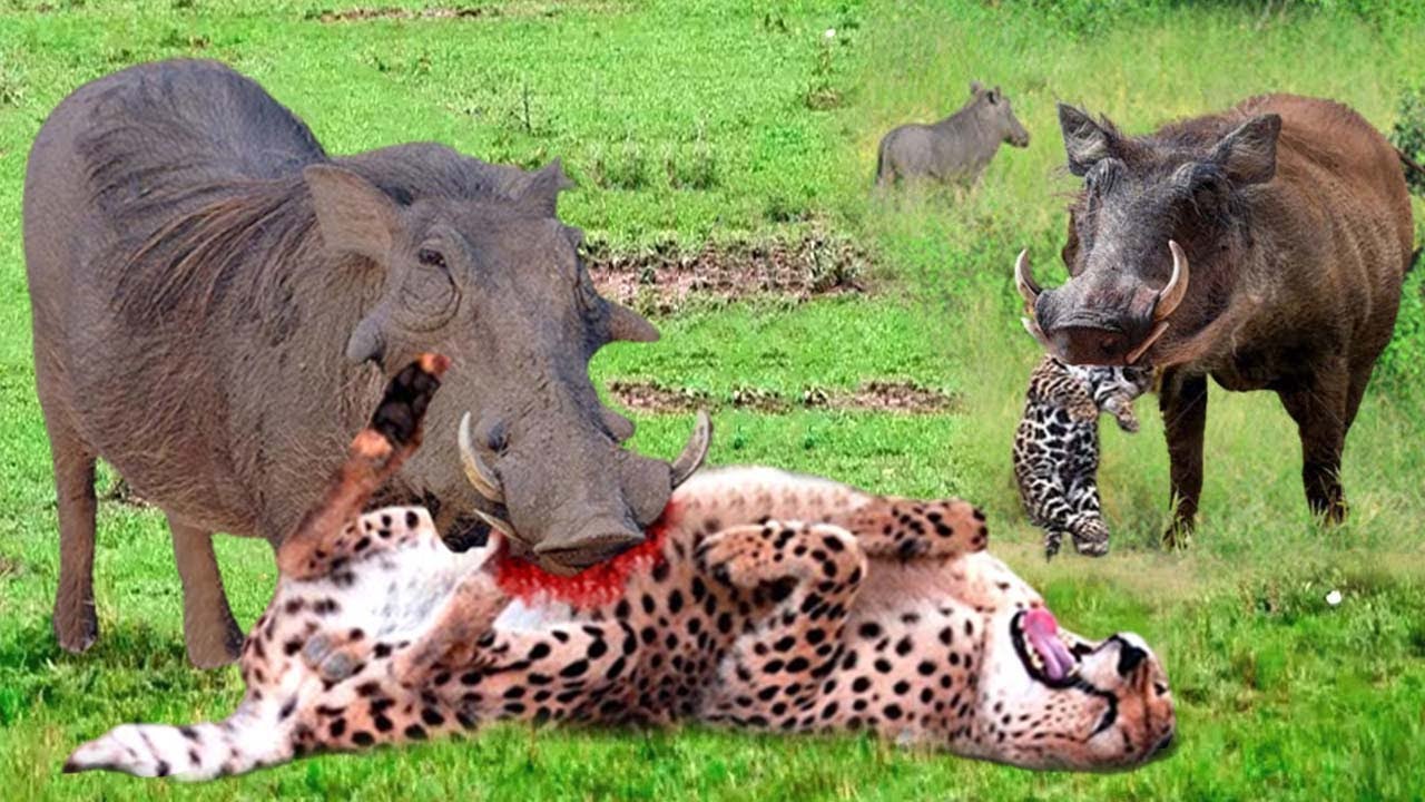 Brave Warthog Fights Off Leopard to Protect His Baby 🦛