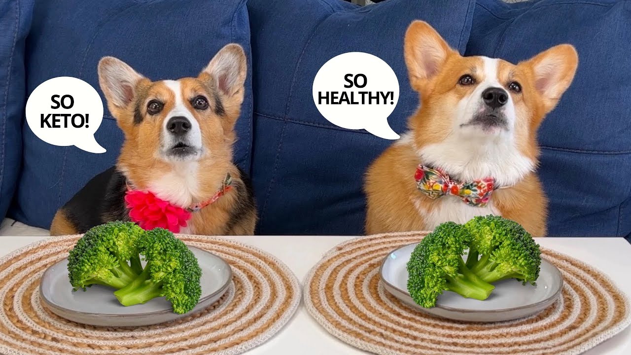 Corgis Taste Test Human Snacks! 🐶