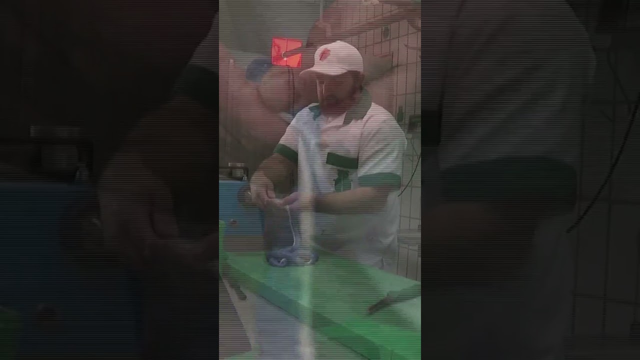 Unique Party-Colored Bratwurst Sparks Election Buzz in Germany 🇩🇪