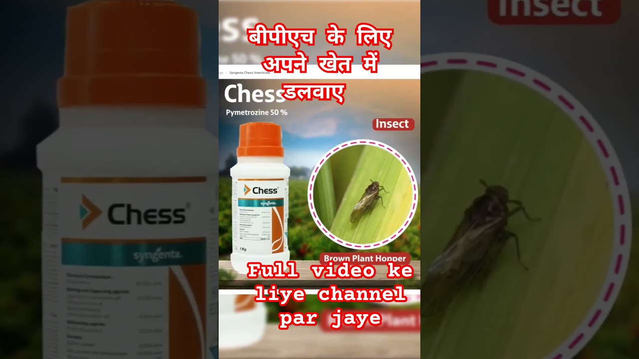 धान में BPH नियंत्रण के लिए PYMETROZINE स्प्रे 🌿