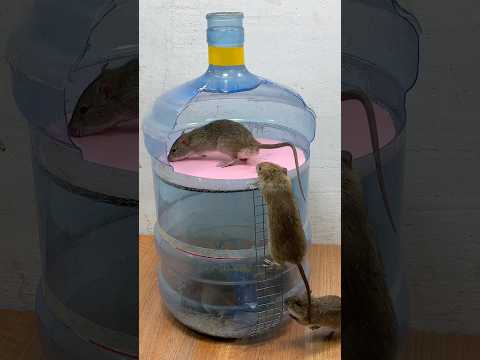 Best mouse toy at home // easy mouse toy diy #mousetoys #petmouse