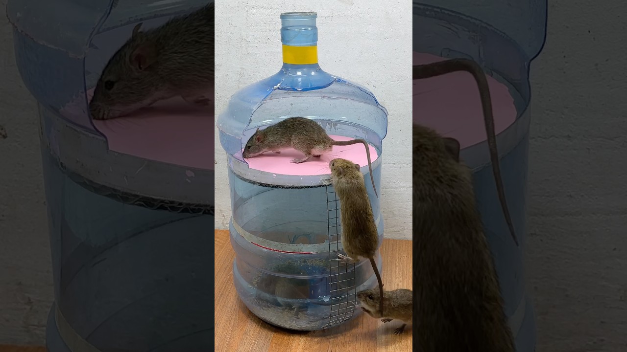 Easy DIY Mouse Toy Ideas for Your Pet at Home