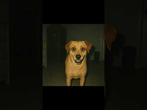 Don’t Ignore Your Dog Staring At You At Midnight #scary #shorts #creepy