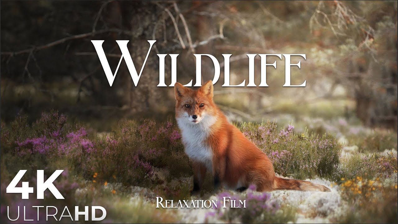 Wildlife Relaxation Film in 4K UltraHD 🦌
