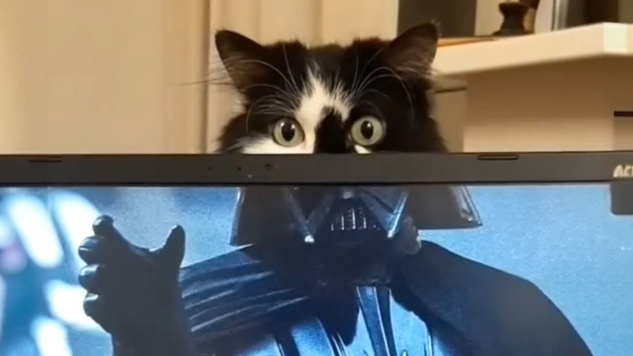 Duel de Dingueries 4 đ - Boutique Parole de Chat