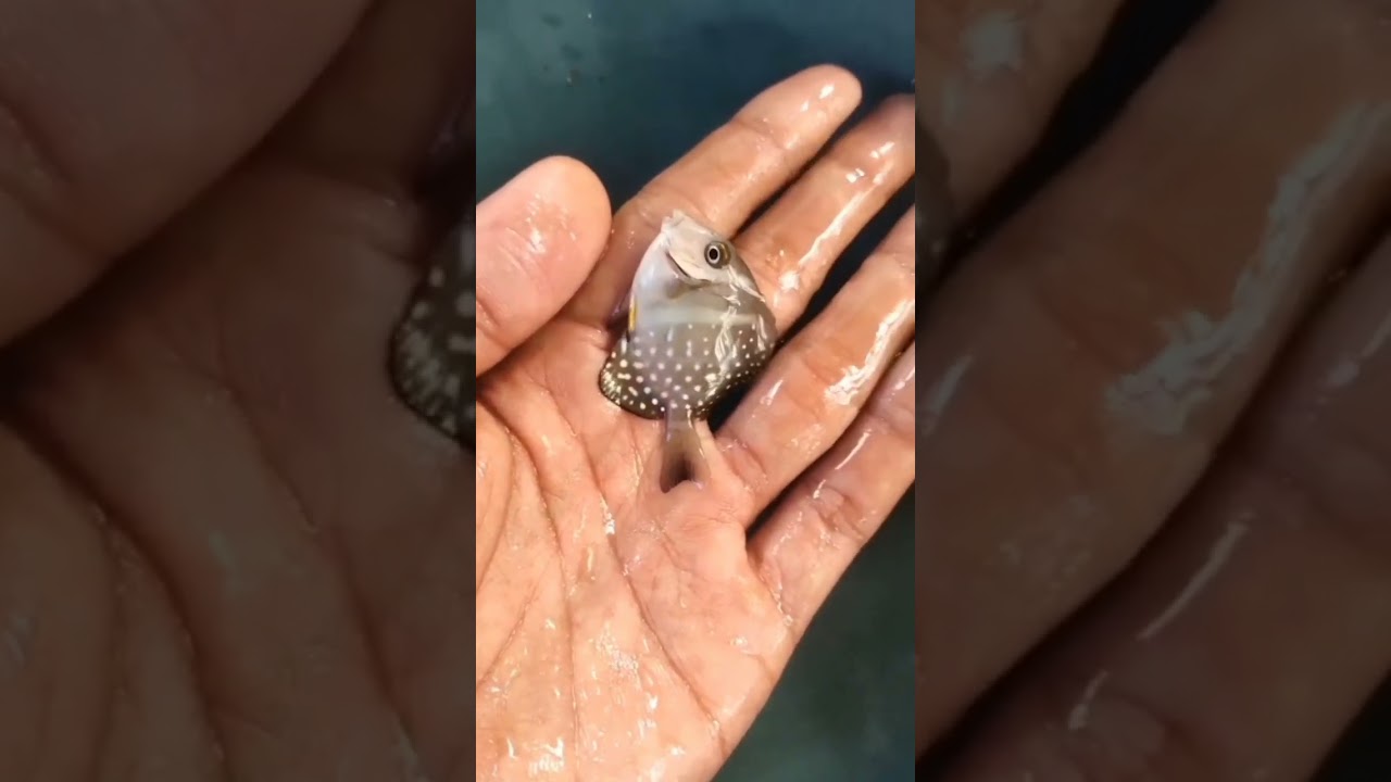 Ikan Hias Laut Mahal dan Langka: Botana Mutiara 🌊