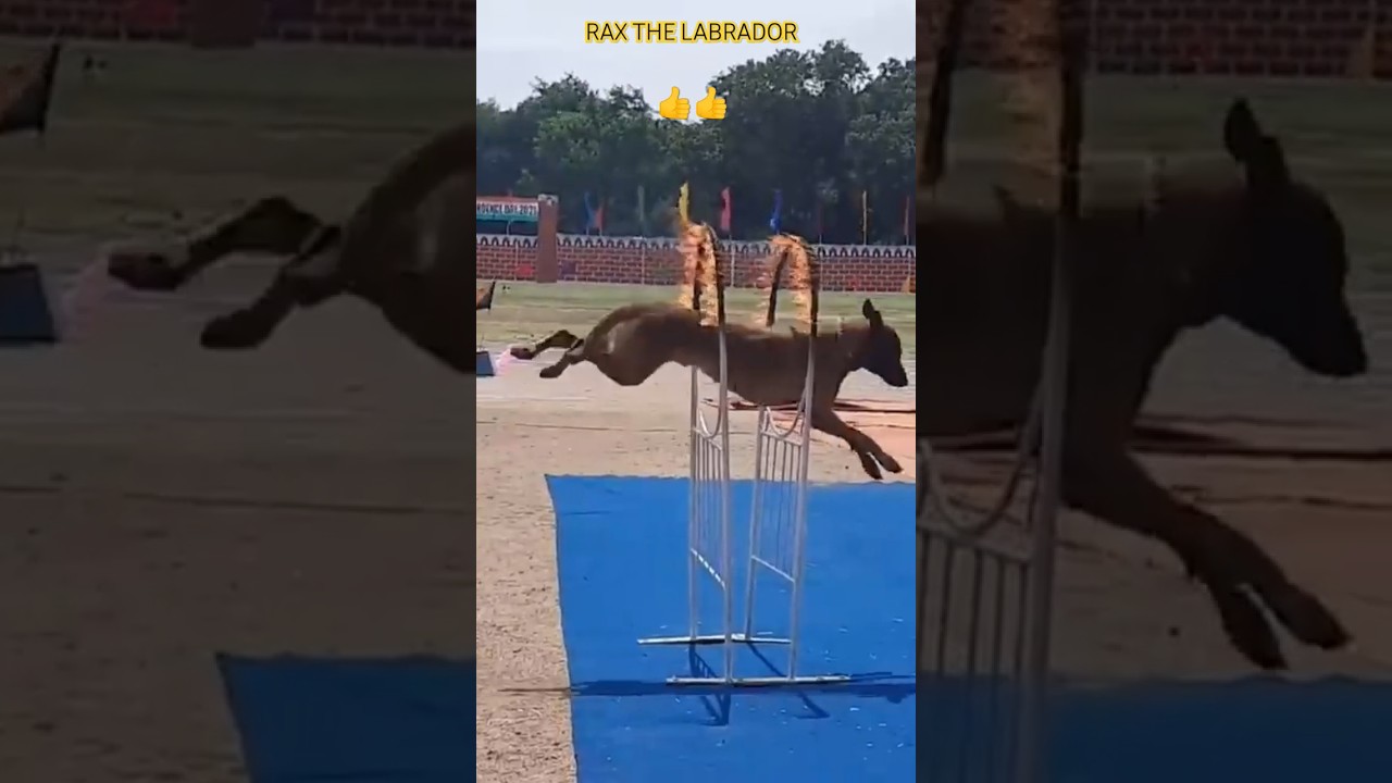 Indian Army Dog Training 🔥🇮🇳