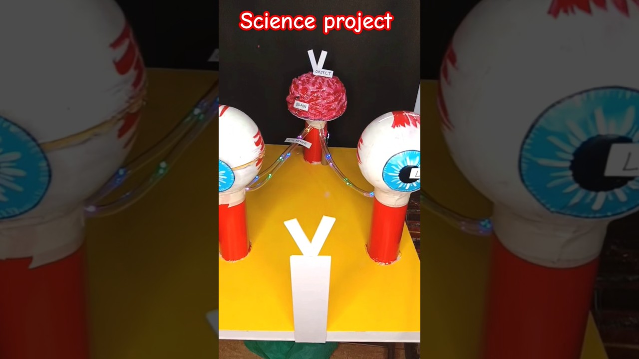 Eye working model for science project | #scienceproject #project