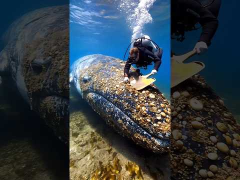 Cleaning a Giant Whale in Open Sea! Diver’s Incredible Effort