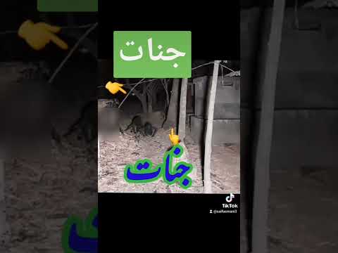 Real jin جن جنی  جنات #Saifusmani#shorts#viral