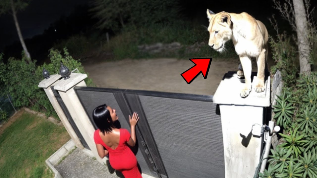 Wild Animals Invade Cities 📸