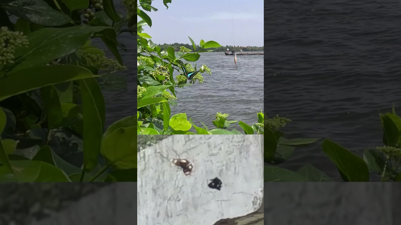 kunu kune video song #shortvideo #light fishing vlogs