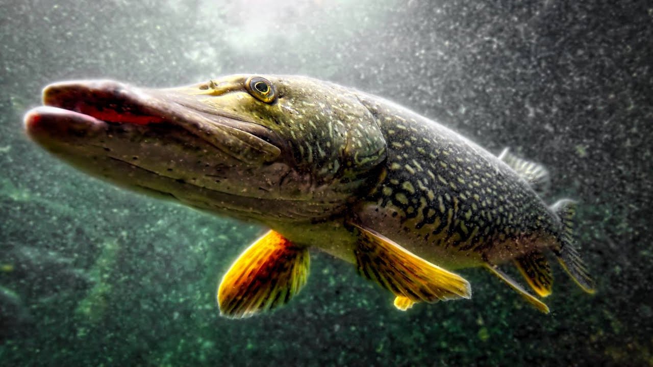 ТОП 20 Лучших Атак Щуки на Живца 🎣 — Рыбалка на Жерлицы и Подводная Съемка