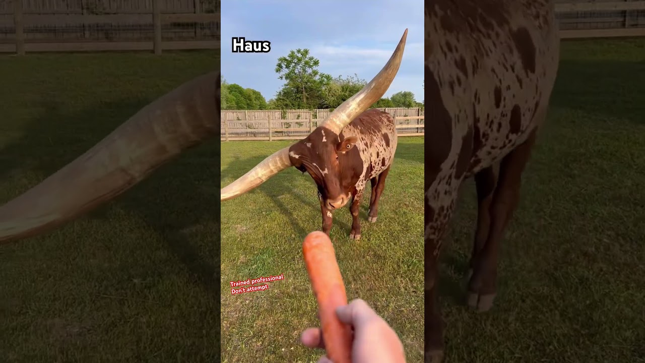 Feed Wild & Crazy Animals! 🐾