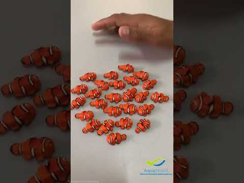 Nemo fish Ocellaris Clownfish or False Percula Clownfish #nemofish #shorts ##fishtank