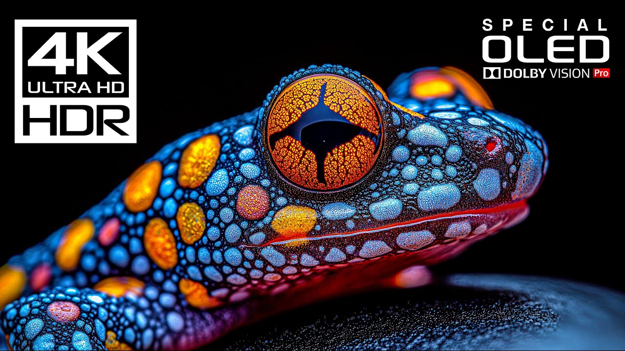 Experience the World's Most Stunning 4K HDR Videos in 60fps 🎥