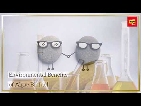 What is the Potential of Algae Biofuel as a Renewable Energy Source