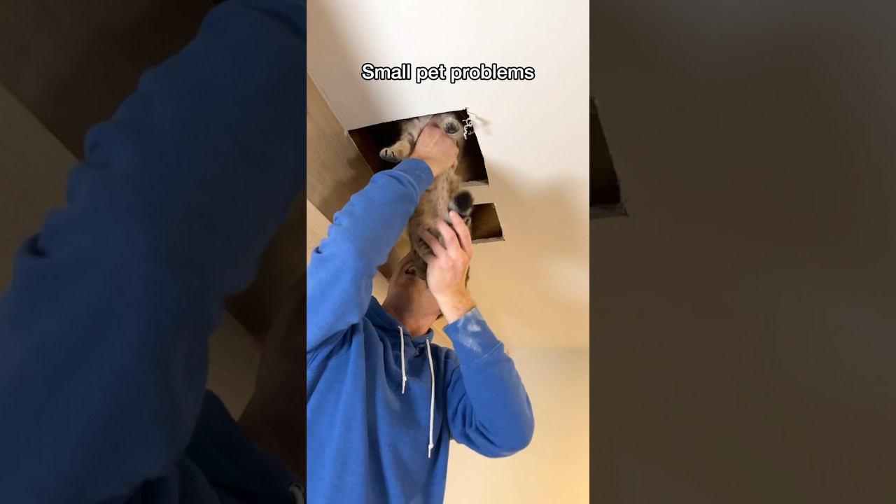 Small Pets Fit Anywhere 🐾