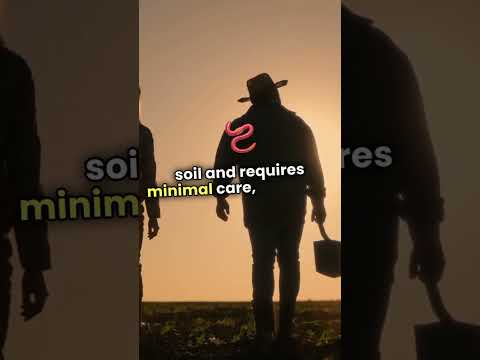 #Cassava is a #key #food #security #crop #education #agriculture #viralvideo #global