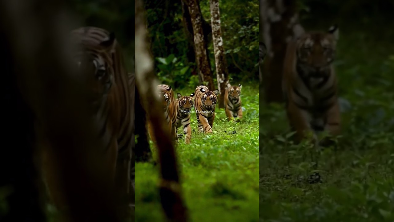 5 Tigers Spotted in Kabini Safari π