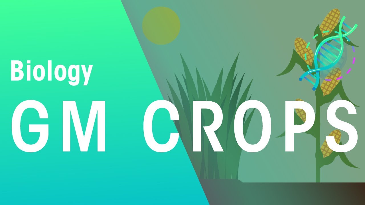 GM Crops: Genetics & Biology Explained 🌱
